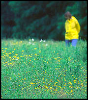 Wildflower field in Edgecomb, Maine. (c) Rob Kleine. GentlEye Imagery.